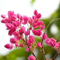 Giải bài tập SBT Tiếng Anh lớp 11 chương trình mới Unit 5: Being part of ASEAN