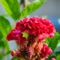 Giải bài tập SBT Tiếng Anh lớp 11 chương trình mới Unit 9: Cities of the future