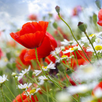 Bài tập trắc nghiệm Tiếng Anh lớp 6 Unit 10: Staying Healthy (Test 1) có đáp án