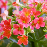 Bài tập trắc nghiệm Tiếng Anh lớp 6 Unit 10: Staying Healthy (Test 2) có đáp án