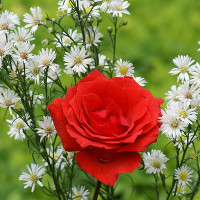 Bài tập trắc nghiệm Tiếng Anh lớp 6 Unit 4: Big or Small (Test 1) có đáp án