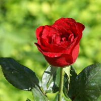 Bài tập trắc nghiệm Tiếng Anh lớp 6 Unit 11: What do you eat? (Luyện tập) có đáp án