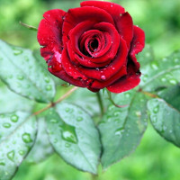 Bài tập trắc nghiệm Tiếng Anh lớp 6 Unit 11: What do you eat? (Test 1) có đáp án