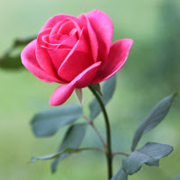 Bài tập trắc nghiệm Tiếng Anh lớp 6 Unit 11: What do you eat? (Test 2) có đáp án