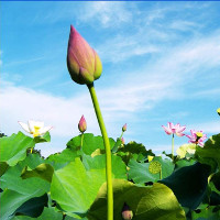 Bài tập trắc nghiệm Tiếng Anh lớp 6 Unit 12: Sports and Pastimes (Test 1) có đáp án