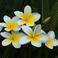 Bài tập trắc nghiệm Tiếng Anh lớp 6 Unit 12: Sports and Pastimes (Test 2) có đáp án