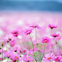 Bài tập trắc nghiệm Tiếng Anh lớp 6 Unit 13: Activities and The seasons (Test 2) có đáp án