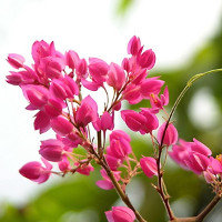 Bài tập trắc nghiệm Tiếng Anh lớp 6 Unit 14: Making Plan (Test 2) có đáp án