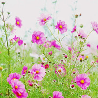 Bài tập trắc nghiệm Tiếng Anh lớp 6 Unit 15: Countries (Test 1) có đáp án