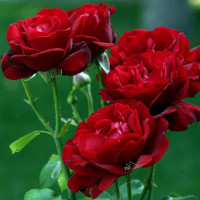 Bài tập trắc nghiệm Tiếng Anh lớp 6 Unit 15: Countries (Test 2) có đáp án