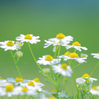 Bài tập trắc nghiệm Tiếng Anh lớp 6 Unit 16: Man and Environment (Test 1) có đáp án