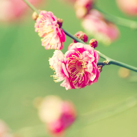 Bài tập trắc nghiệm Tiếng Anh lớp 6 Unit 16: Man and Environment (Test 2) có đáp án