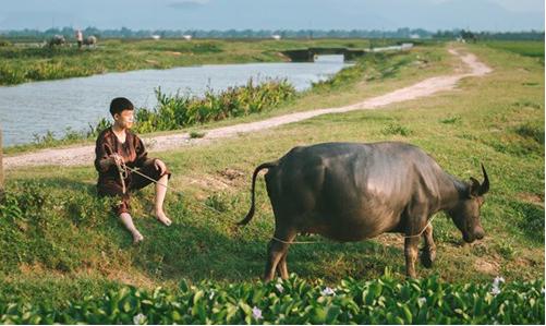 Lập dàn ý thuyết minh về con trâu