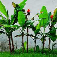 8 Bài Thuyết minh về cây chuối SIÊU HAY