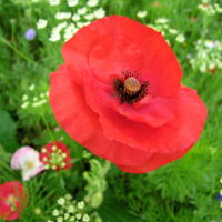 Giải bài tập SGK Tiếng Anh lớp 4 Chương trình mới Unit 12: What does your father do?