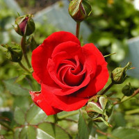 Giải bài tập SGK Tiếng Anh lớp 4 Chương trình mới Unit 14: What does he look like?