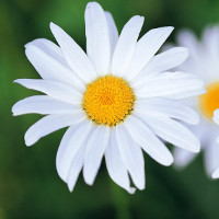 Giải bài tập SGK Tiếng Anh lớp 4 Chương trình mới Unit 9: What are they doing?