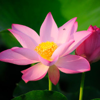 Giải bài tập SGK Tiếng Anh lớp 4 Chương trình mới: Review 1