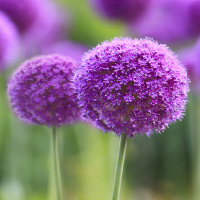 Giải bài tập SGK Tiếng Anh lớp 4 Chương trình mới Unit 18: What's your phone number?