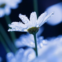 Giải bài tập SGK Tiếng Anh lớp 4 Chương trình mới Unit 19: What animal do you want to see?