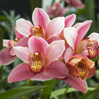 Giải bài tập SGK Tiếng Anh lớp 4 Chương trình mới Unit 20: What are you going to do this summer?