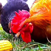 Lập dàn ý: Thuyết minh về con gà