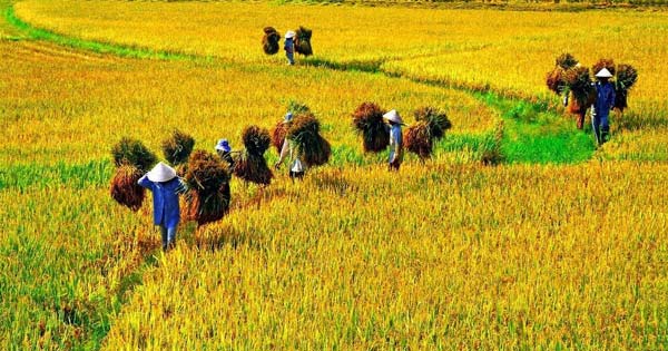 Tả cảnh buổi chiều trên cánh đồng