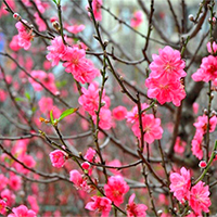 Tả lại một cây đào hoặc cây mai vàng vào dịp Tết đến, xuân về (11 mẫu)