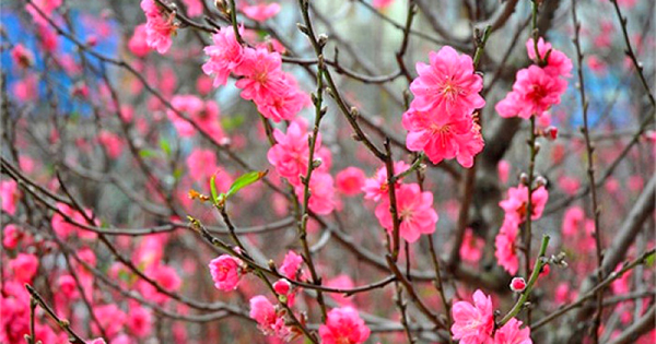 Tả cây mai hoặc cây đào