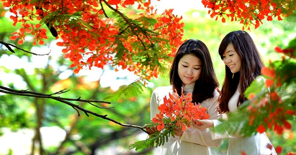 Tả cây phượng vĩ và tiếng ve