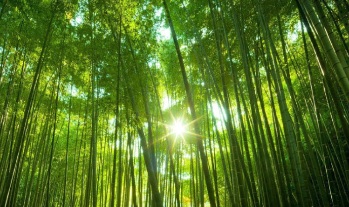 dàn ý thuyết minh về cây tre Việt Nam