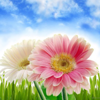 Giải bài tập SGK Tiếng Anh lớp 5 Chương trình mới Unit 5: Where Will You Be This Weekend?