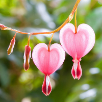 Giải bài tập SGK Tiếng Anh lớp 5 Chương trình mới Unit 6: How Many Lessons Do You Have Today?