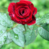 Giải bài tập SGK Tiếng Anh lớp 5 Chương trình mới Unit 7: How Do You Learn English?