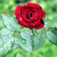 Giải bài tập SGK Tiếng Anh lớp 5 Chương trình mới Unit 8: What Are You Reading?