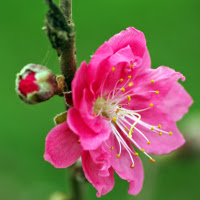 Giải bài tập SGK Tiếng Anh lớp 5 Chương trình mới Unit 10: When Will Sports Day Be?