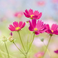 Giải bài tập SGK Tiếng Anh lớp 5 Chương trình mới: Review 1