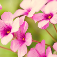 Giải bài tập SGK Tiếng Anh lớp 5 Chương trình mới: Review 2