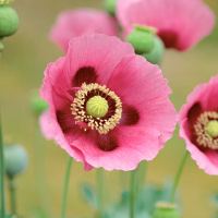 Giải bài tập SGK Tiếng Anh lớp 5 Chương trình mới Unit 16: Where's The Post Office?