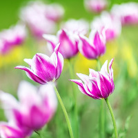 Giải bài tập SGK Tiếng Anh lớp 5 Chương trình mới Unit 19: Which Place Would You Like To Visit?