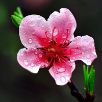 Giải bài tập SGK Tiếng Anh lớp 5 Chương trình mới Unit 20: Which one is more exciting, life in the city or life in the countryside