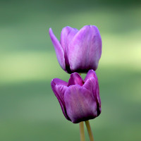 Ngữ pháp tiếng Anh lớp 3 Unit 2 chương trình mới: What's your name