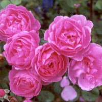 Ngữ pháp tiếng Anh lớp 3 Unit 3 chương trình mới: This is Tony - Đây là Tony