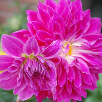 Ngữ pháp tiếng Anh lớp 3 Unit 4 chương trình mới: How old are you?