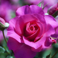 Ngữ pháp tiếng Anh lớp 3 Unit 5 chương trình mới: Are they your friends?