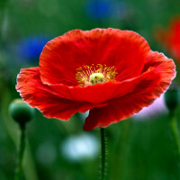 Ngữ pháp tiếng Anh lớp 3 chương trình mới Unit 8: This is my pen