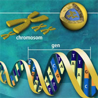 Đề thi học sinh giỏi lớp 12 môn Sinh học năm học 2017 - 2018 tỉnh Hải Dương