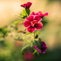 Đề kiểm tra 15 phút Tiếng Anh lớp 8 học kì 1 Số 1 Unit 2: Making Arrangements