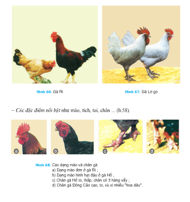 Giải bài tập SGK Công nghệ lớp 7 bài 35: Thực hành: Nhận biết và chọn một số giống gà qua quan sát ngoại hình và đo kích thước các chiều