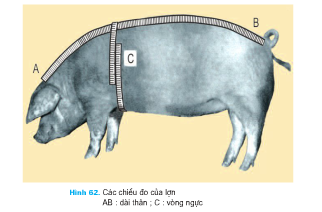 Giải bài tập SGK Công nghệ lớp 7 bài 36: Thực hành: Nhận biết một số giống lợn (heo) qua quan sát ngoại hình và đo kích thước các chiều